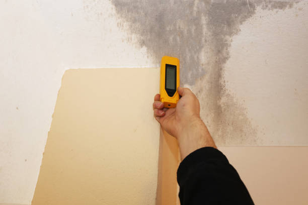 Best Mold Documentation for Insurance Claims  in Pimlico, SC