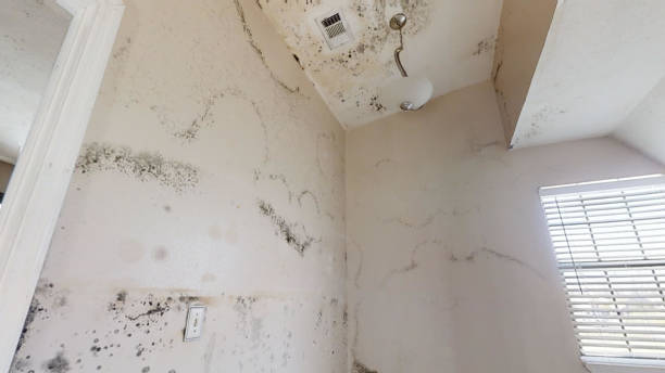 Mold Removal for HVAC Installations in Pimlico, SC