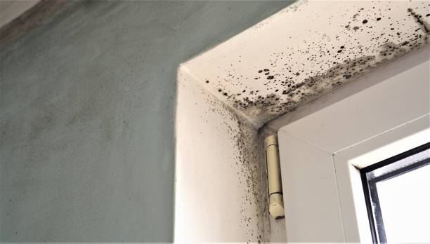 Best Black Mold Removal  in Pimlico, SC