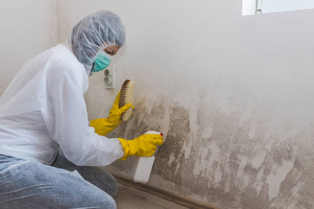 Best Asbestos and Lead Testing During Mold Inspection  in Pimlico, SC