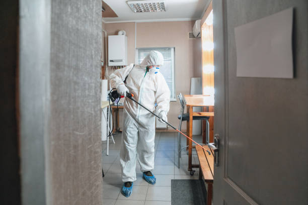 Best Basement Mold Removal  in Pimlico, SC