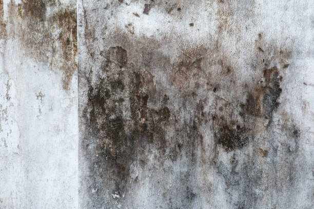 Best HVAC Mold Inspection and Cleaning  in Pimlico, SC