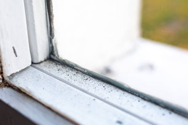 Best Water Damage & Mold Remediation  in Pimlico, SC