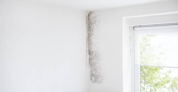 Best Mold Odor Removal Services  in Pimlico, SC