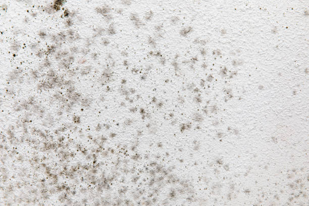Best Forensic Mold Investigation  in Pimlico, SC