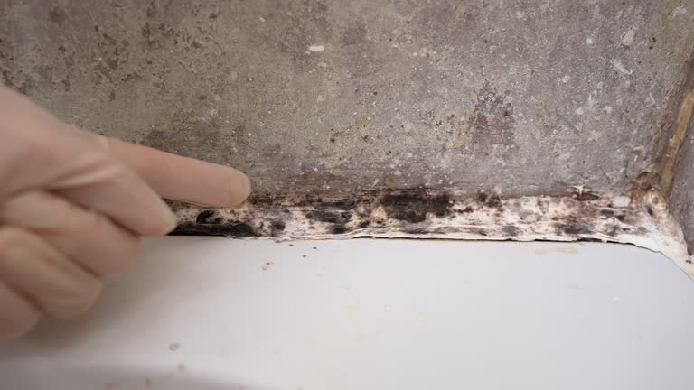 Best Commercial Mold Inspection  in Pimlico, SC