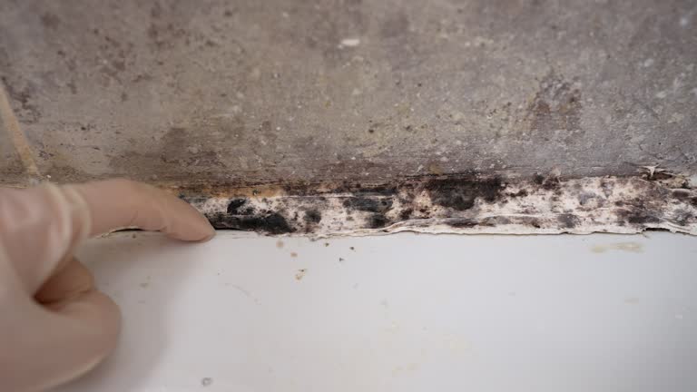 Best Comprehensive Air Testing for Mold Contaminants  in Pimlico, SC