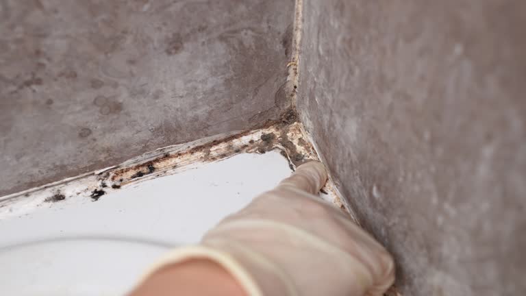 Best Dehumidification Services  in Pimlico, SC