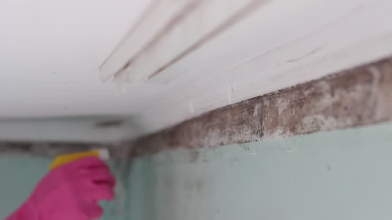 Forensic Mold Investigation in Pimlico, SC